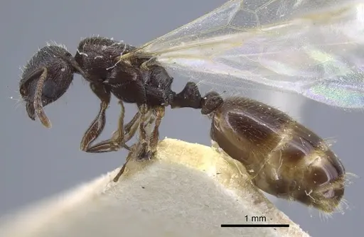 Tetramorium biskrense specimen CASENT0917079 image casent0917079_3