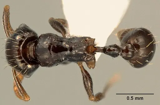 Tetramorium boehmei specimen CASENT0217238 image casent0217238_1