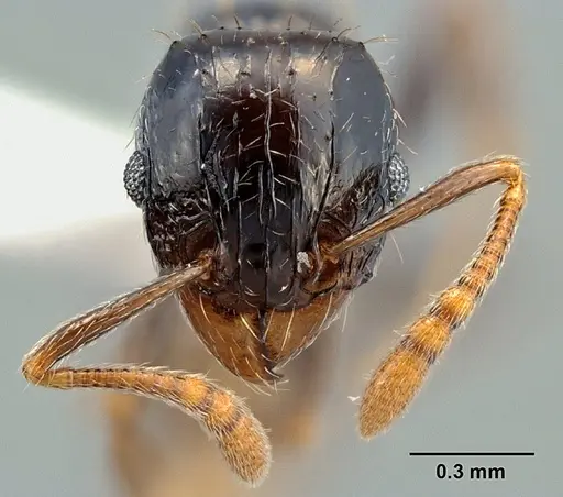 Tetramorium boehmei specimen CASENT0217238 image casent0217238_2