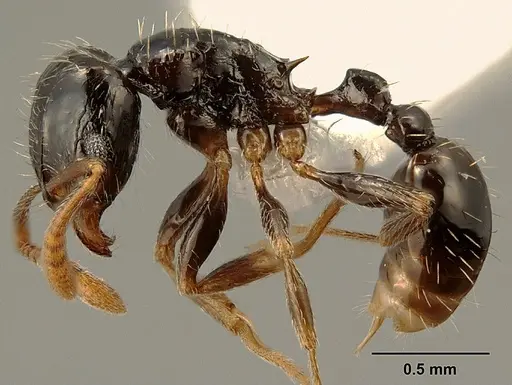 Tetramorium boehmei specimen CASENT0217238 image casent0217238_3