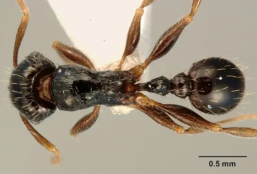 Tetramorium boehmei specimen CASENT0217239 image casent0217239_1