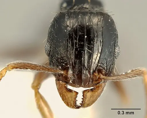 Tetramorium boehmei specimen CASENT0217239 image casent0217239_2