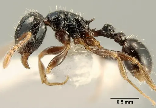 Tetramorium boehmei specimen CASENT0217239 image casent0217239_3