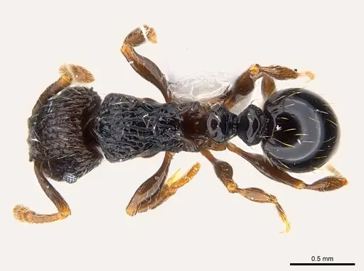 Tetramorium boltoni specimen CASENT0217068 image casent0217068_1