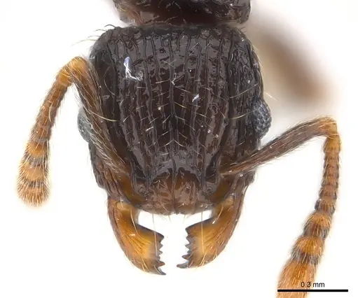 Tetramorium boltoni specimen CASENT0217068 image casent0217068_2