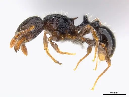 Tetramorium boltoni specimen CASENT0217068 image casent0217068_3