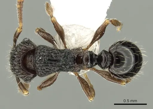 Tetramorium boltoni specimen CASENT0217229 image casent0217229_1