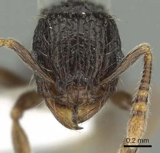 Tetramorium boltoni specimen CASENT0217229 image casent0217229_2