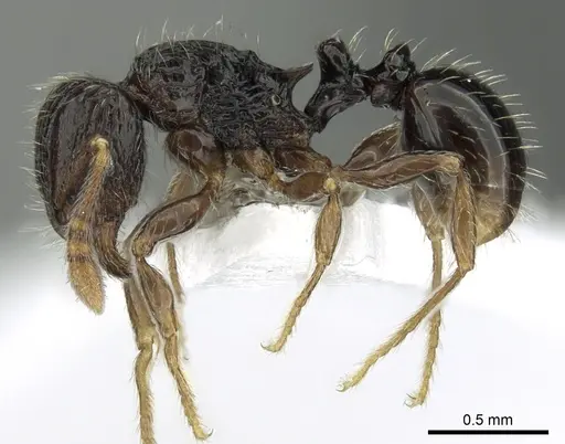 Tetramorium boltoni specimen CASENT0217229 image casent0217229_3