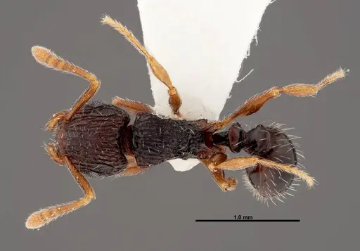 Tetramorium boltoni specimen FMNHINS0000047323 image fmnhins0000047323_1