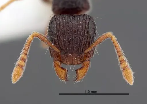 Tetramorium boltoni specimen FMNHINS0000047323 image fmnhins0000047323_2