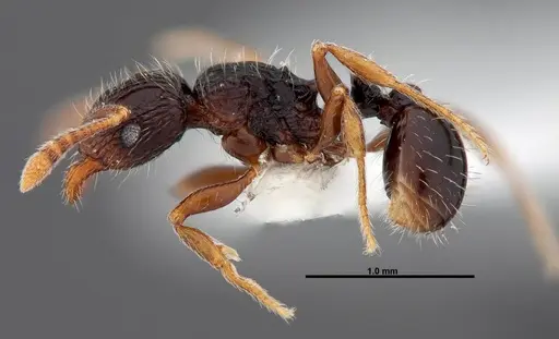 Tetramorium boltoni specimen FMNHINS0000047323 image fmnhins0000047323_3
