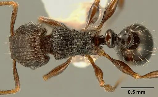 Tetramorium boltoni specimen ZFMKHYM20096155 image zfmkhym20096155_1