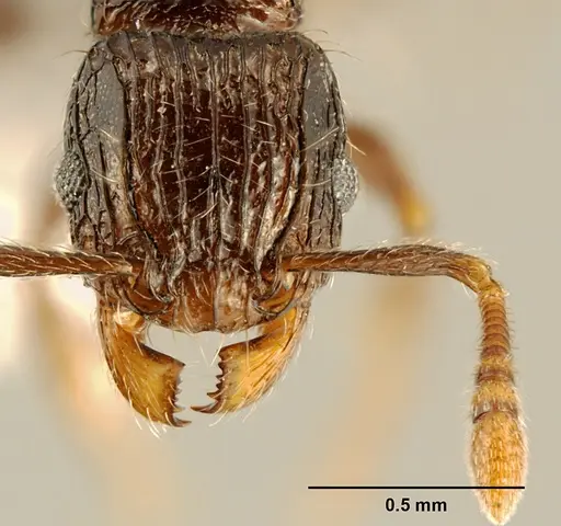Tetramorium boltoni specimen ZFMKHYM20096155 image zfmkhym20096155_2