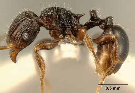 Tetramorium boltoni specimen ZFMKHYM20096155 image zfmkhym20096155_3