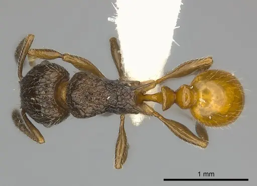 Tetramorium bonibony specimen CASENT0442013 image casent0442013_1