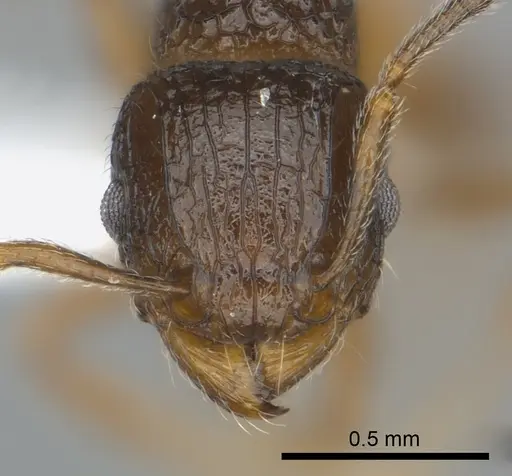 Tetramorium bonibony specimen CASENT0442013 image casent0442013_2