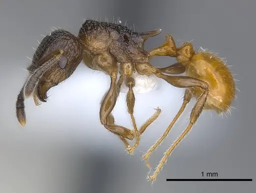 Tetramorium bonibony specimen CASENT0442013 image casent0442013_3