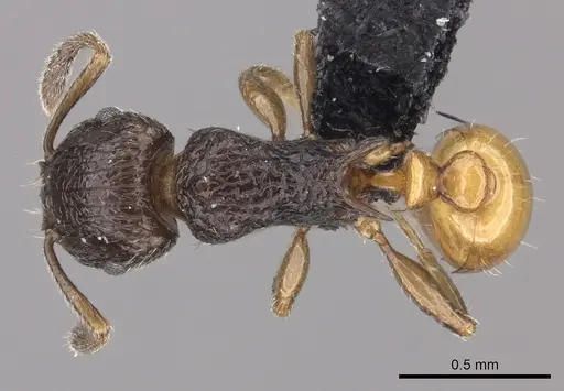 Tetramorium bonibony specimen CASENT0486252 image casent0486252_1