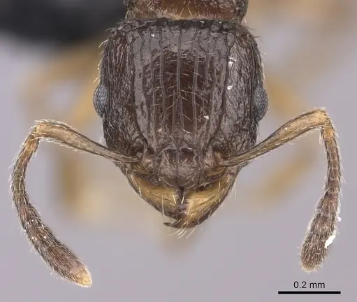 Tetramorium bonibony specimen CASENT0486252 image casent0486252_2