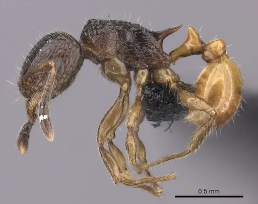Tetramorium bonibony specimen CASENT0486252 image casent0486252_3