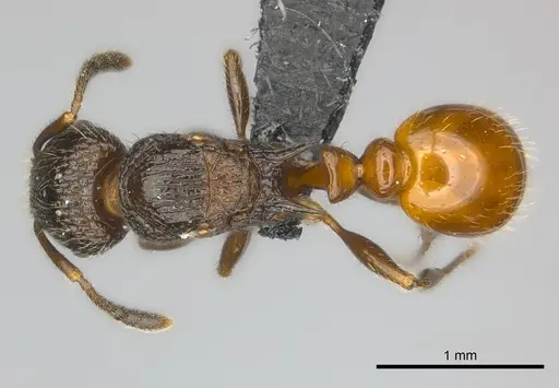 Tetramorium bonibony specimen CASENT0486291 image casent0486291_1
