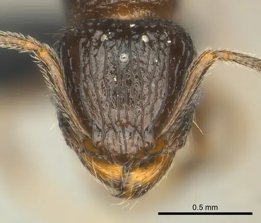 Tetramorium bonibony specimen CASENT0486291 image casent0486291_2