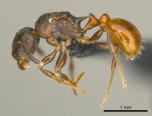 Tetramorium bonibony specimen CASENT0486291 image casent0486291_3