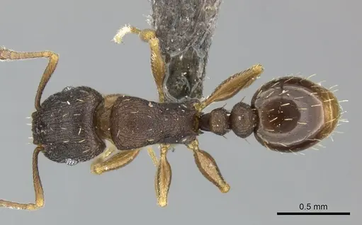 Tetramorium bothae specimen CASENT0249011 image casent0249011_1