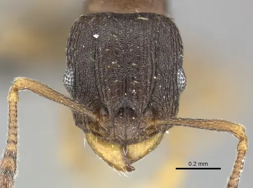 Tetramorium bothae specimen CASENT0249011 image casent0249011_2