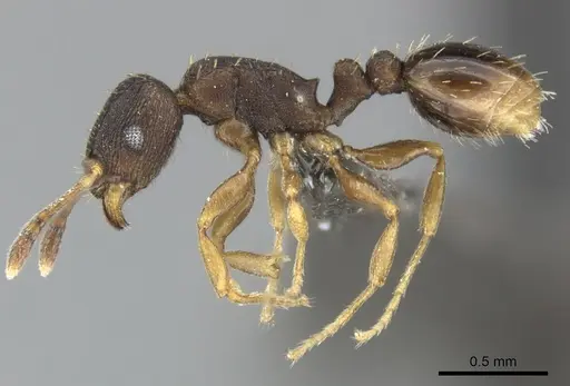 Tetramorium bothae specimen CASENT0249011 image casent0249011_3
