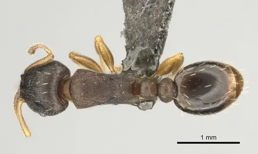 Tetramorium bothae specimen CASENT0256333 image casent0256333_1