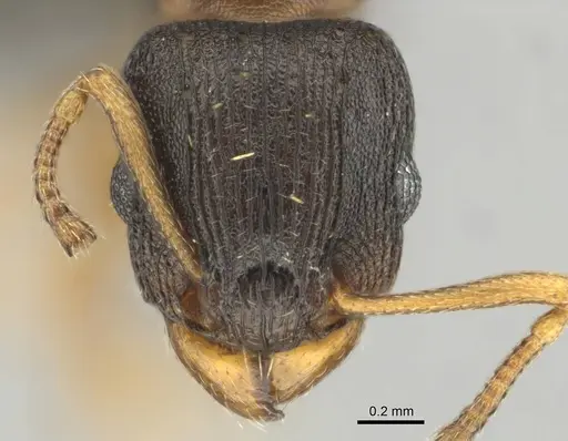 Tetramorium bothae specimen CASENT0256333 image casent0256333_2