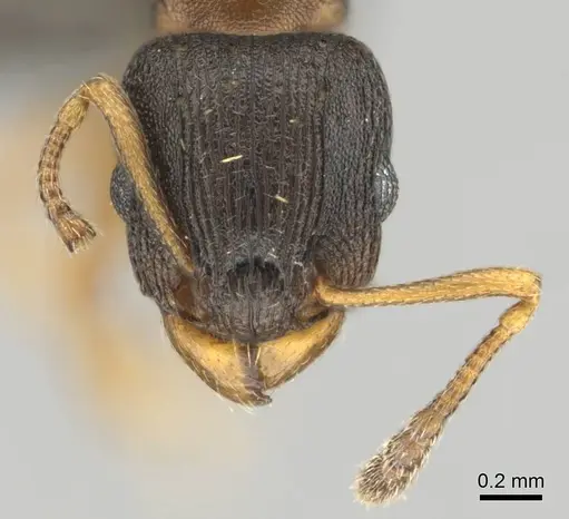 Tetramorium bothae specimen CASENT0256333 image casent0256333_3