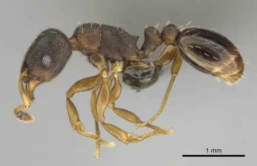 Tetramorium bothae specimen CASENT0256333 image casent0256333_4