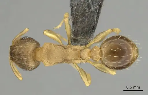 Tetramorium bothae specimen CASENT0256340 image casent0256340_1
