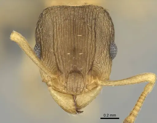 Tetramorium bothae specimen CASENT0256340 image casent0256340_2