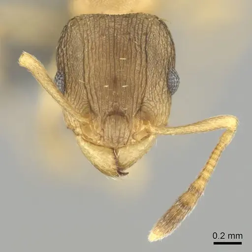 Tetramorium bothae specimen CASENT0256340 image casent0256340_3