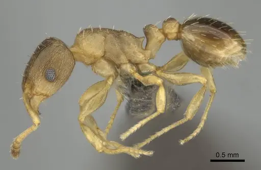 Tetramorium bothae specimen CASENT0256340 image casent0256340_4