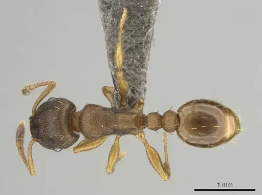 Tetramorium bothae specimen CASENT0256343 image casent0256343_1