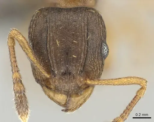 Tetramorium bothae specimen CASENT0256343 image casent0256343_2
