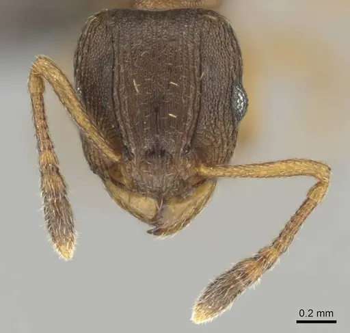 Tetramorium bothae specimen CASENT0256343 image casent0256343_3