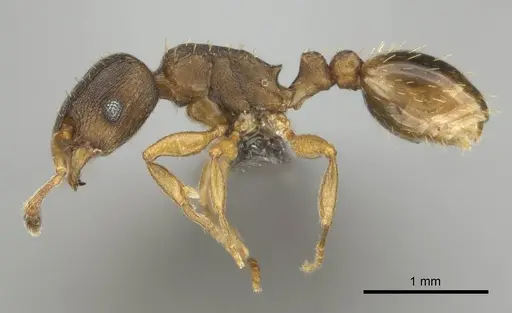 Tetramorium bothae specimen CASENT0256343 image casent0256343_4