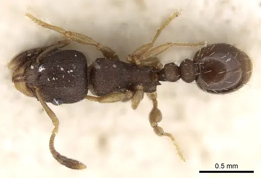 Tetramorium bothae specimen CASENT0280852 image casent0280852_1