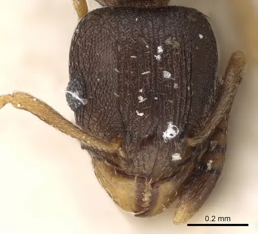 Tetramorium bothae specimen CASENT0280852 image casent0280852_2