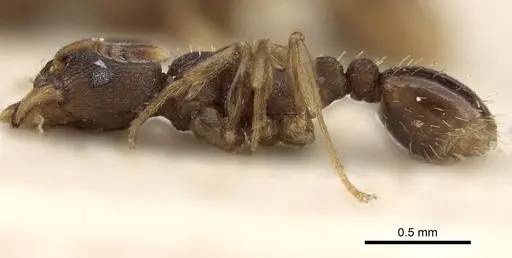 Tetramorium bothae specimen CASENT0280852 image casent0280852_3