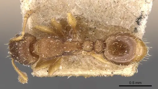 Tetramorium bothae specimen CASENT0909114 image casent0909114_1