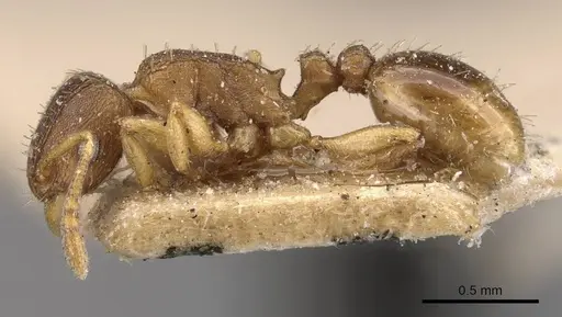 Tetramorium bothae specimen CASENT0909114 image casent0909114_3