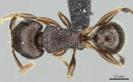 Tetramorium bressleri specimen CASENT0035677 image casent0035677_1