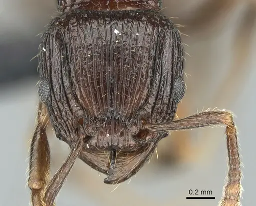 Tetramorium bressleri specimen CASENT0035677 image casent0035677_2